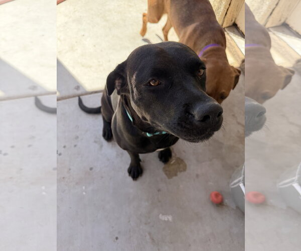 Medium Photo #3 Labrador Retriever Puppy For Sale in Chandler, AZ, USA