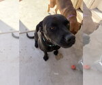 Small #2 Labrador Retriever