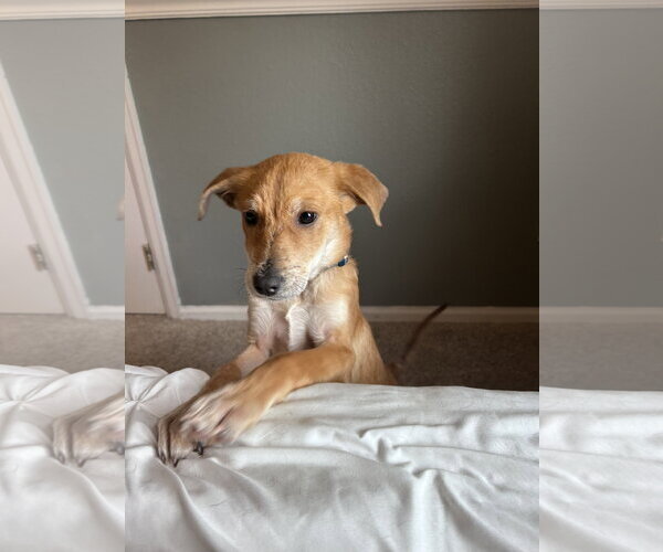Medium Photo #4 German Shepherd Dog-Unknown Mix Puppy For Sale in Aurora, CO, USA