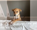 Small #3 German Shepherd Dog Mix