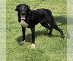Small #1 Labrador Retriever Mix