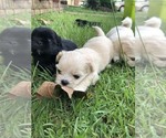 Puppy 5 Shih Tzu