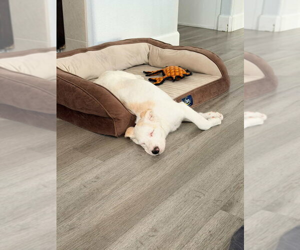 Medium Photo #9 Great Pyrenees-Unknown Mix Puppy For Sale in Dana Point, CA, USA