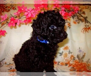 Poodle (Toy) Puppy for Sale in EUDORA, Kansas USA