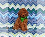 Small Photo #1 Cavapoo Puppy For Sale in NOTTINGHAM, PA, USA