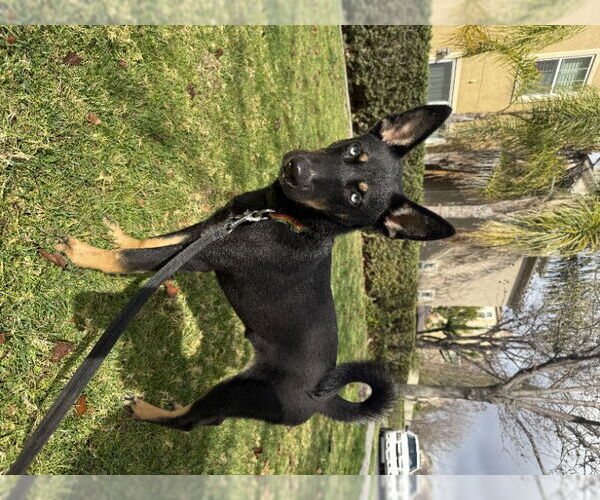 Medium Photo #3 German Shepherd Dog-Huskies  Mix Puppy For Sale in San Diego, CA, USA