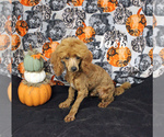 Small #16 Poodle (Toy)