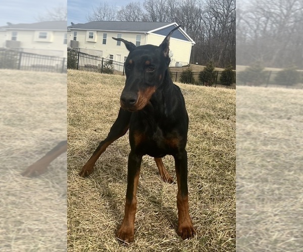 Medium Photo #14 Doberman Pinscher Puppy For Sale in WARSAW, IN, USA