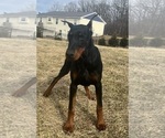 Small #13 Doberman Pinscher