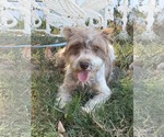 Avita - Female Mutt Dog for Adoption - Small photo