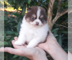 Small Photo #15 Pomeranian Puppy For Sale in WEST PALM BEACH, FL, USA