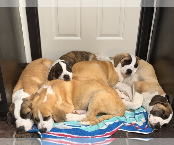 Medium Photo #1 Great Dane Puppy For Sale in SUMMERVILLE, SC, USA