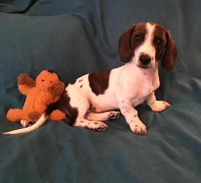 Medium Photo #1 Dachshund Puppy For Sale in KYLE, TX, USA