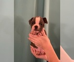Small Photo #1 Faux Frenchbo Bulldog Puppy For Sale in BREMERTON, WA, USA