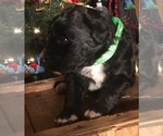 Small Photo #11 F2 Aussiedoodle Puppy For Sale in ARBA, IN, USA