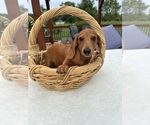 Small #3 Dachshund