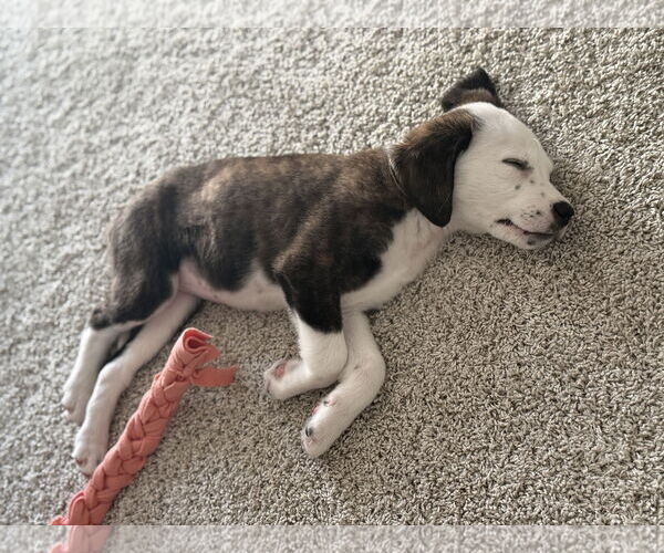 Medium Photo #5 Colonial Cocker Spaniel-Unknown Mix Puppy For Sale in St. Louis Park, MN, USA