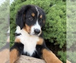 Small #4 Bernese Mountain Dog