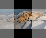 Small #7 French Bulldog
