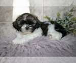 Small Photo #9 Shih Tzu Puppy For Sale in CLARE, MI, USA