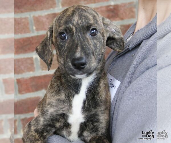Medium Photo #1 Labrador Retriever-Unknown Mix Puppy For Sale in Washington, DC, USA