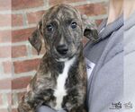 Elija - Male Labrador Retriever-Unknown Mix Dog for Adoption - Small photo