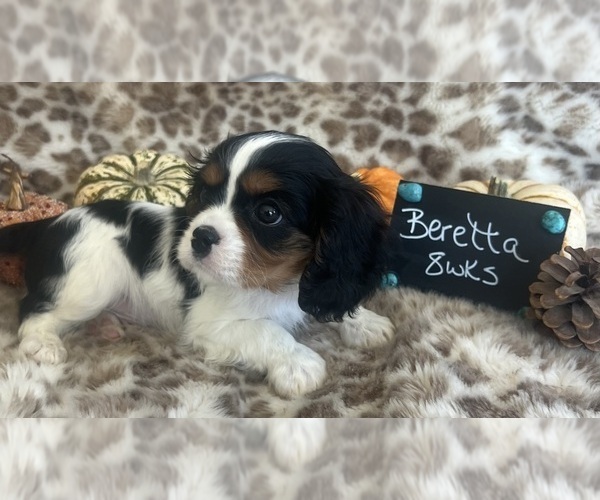 Medium Photo #5 Cavalier King Charles Spaniel Puppy For Sale in ABILENE, TX, USA