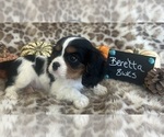 Small #4 Cavalier King Charles Spaniel