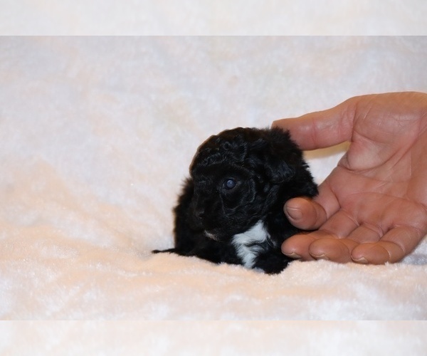 Medium Photo #12 Poodle (Toy) Puppy For Sale in DYERSBURG, TN, USA