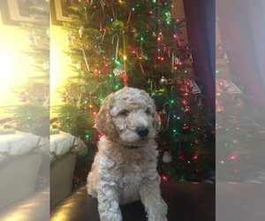 Goldendoodle Puppy for sale in HAYDEN, ID, USA