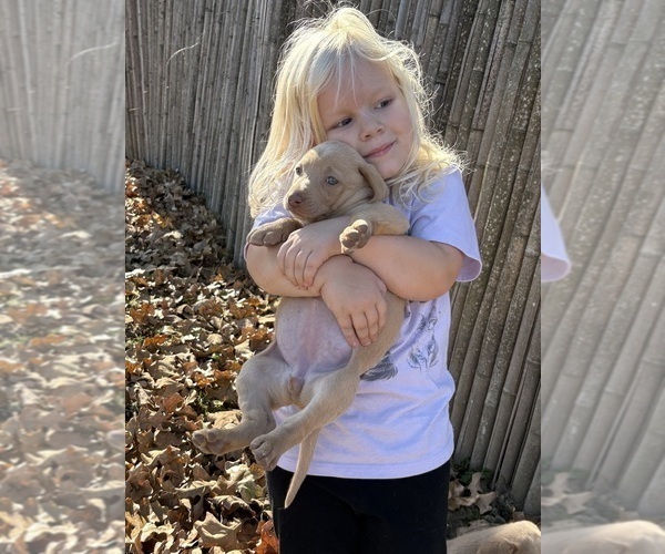 Medium Photo #15 Labrador Retriever Puppy For Sale in LEASBURG, MO, USA