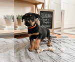 Small Black and Tan Coonhound-Rottweiler Mix