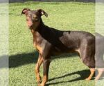 Small Doberman Pinscher
