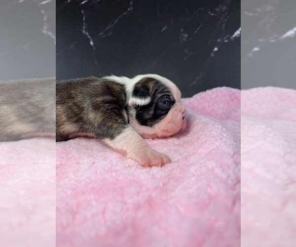 Medium Photo #86 Boston Terrier Puppy For Sale in TULARE, CA, USA