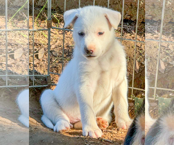 Medium Photo #1 Gerberian Shepsky Puppy For Sale in Corona, CA, USA