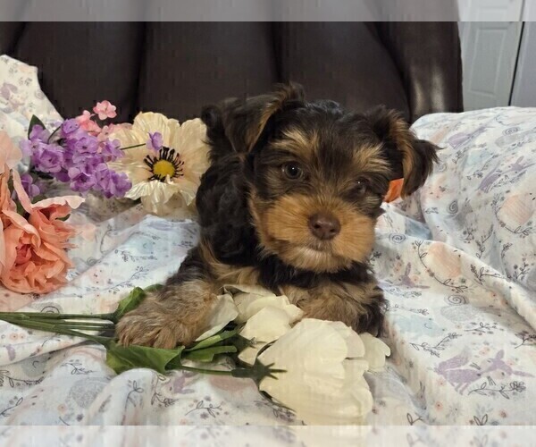 Medium Photo #7 Yorkshire Terrier Puppy For Sale in RHOADESVILLE, VA, USA