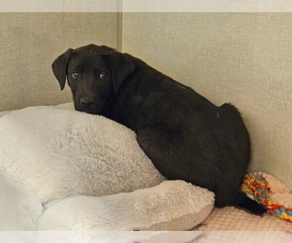 Medium Photo #4 Labrador Retriever Puppy For Sale in Monte Vista, CO, USA