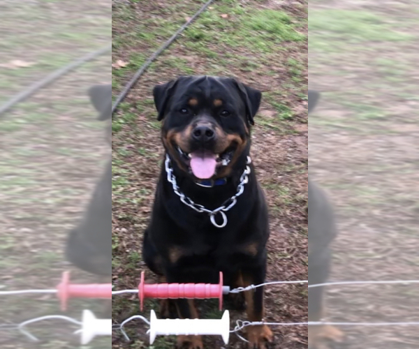 Medium Photo #28 Rottweiler Puppy For Sale in VONORE, TN, USA