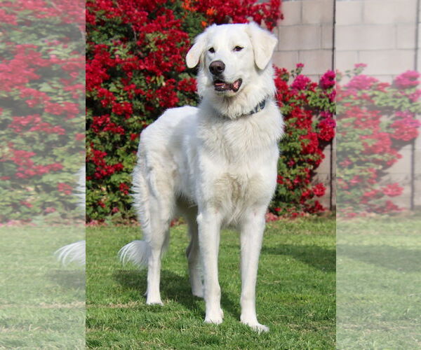 Medium Photo #1 Golden Pyrenees Puppy For Sale in Glendale , AZ, USA