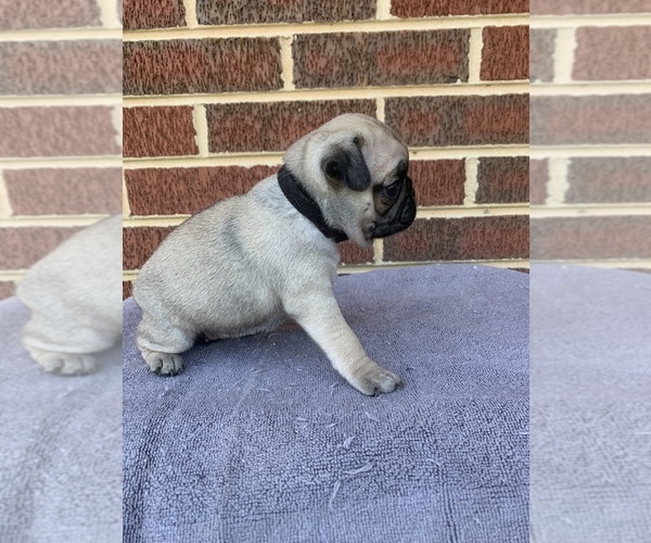 Medium Photo #5 Pug Puppy For Sale in CHATTANOOGA, TN, USA