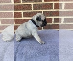 Small Photo #5 Pug Puppy For Sale in CHATTANOOGA, TN, USA