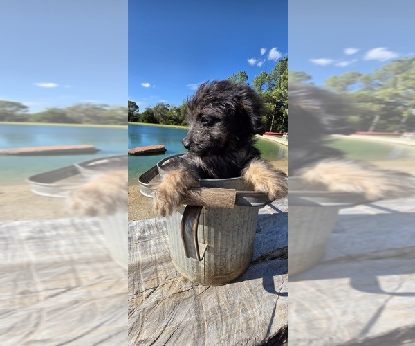 Medium Photo #28 Aussiedoodle Toy Puppy For Sale in JONES, OK, USA