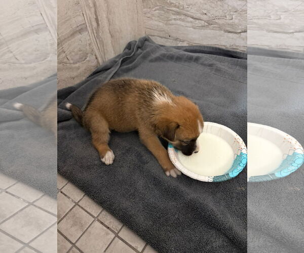 Medium Photo #16 Mutt Puppy For Sale in Fort Worth, TX, USA