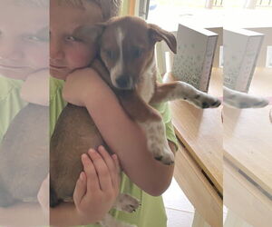 Beagle-Red Heeler Mix Dogs for adoption in Fenton, MO, USA
