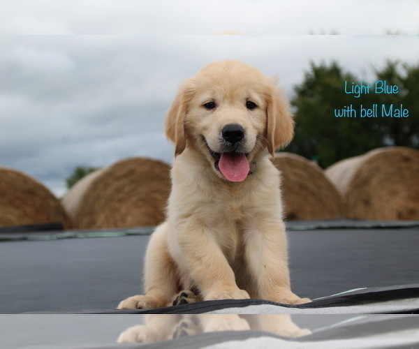 Medium Photo #26 Golden Retriever Puppy For Sale in KEMP, TX, USA