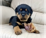 Small Photo #7 Rottweiler Puppy For Sale in BRIGHTON, CO, USA
