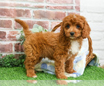 Small #4 Cavapoo (Miniature)