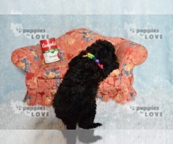 Medium Photo #14 Poodle (Toy) Puppy For Sale in SANGER, TX, USA
