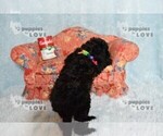 Small #13 Poodle (Toy)