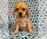Small Photo #11 Puggle Puppy For Sale in LAKELAND, FL, USA